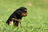 CAVALIER KING CHARLES 572